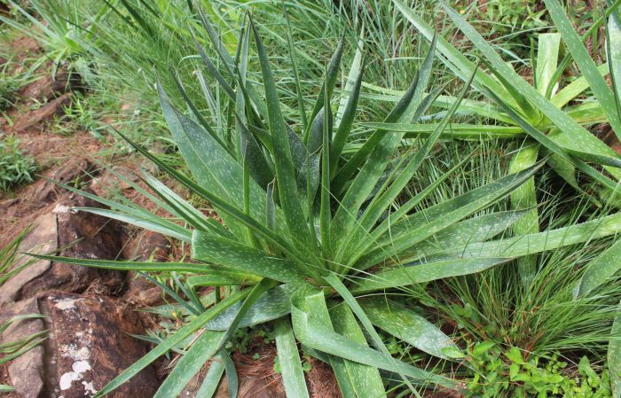 Aloe neilcrouchii | PlantZAfrica